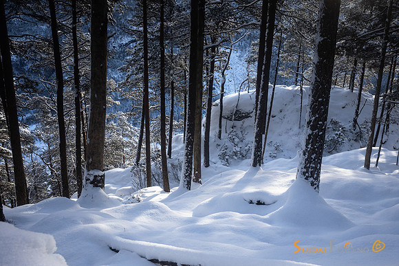 Snøtung furuskog