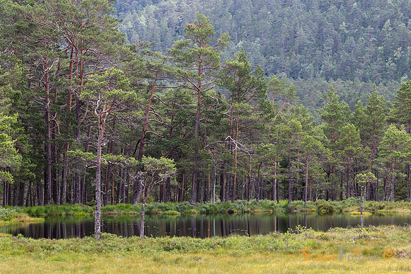 Skogstjern i Kvilldal