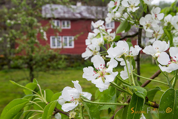 Fruktblomstring på Viga