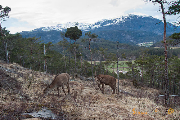 Kolle og kalv mot Vinjanuten