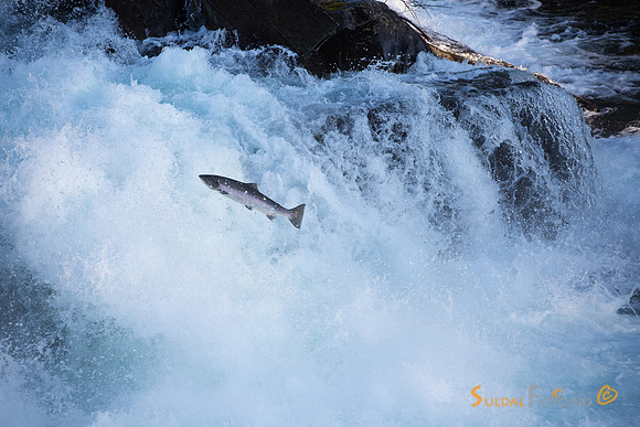 Laksehopp i Sandsfossen, Suldalslågen