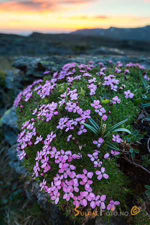 Fjellsmelle