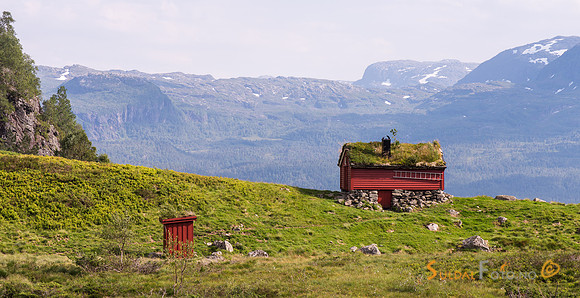 Longhaug
