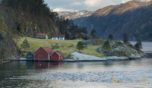Ærfugl foran Fiskeberget