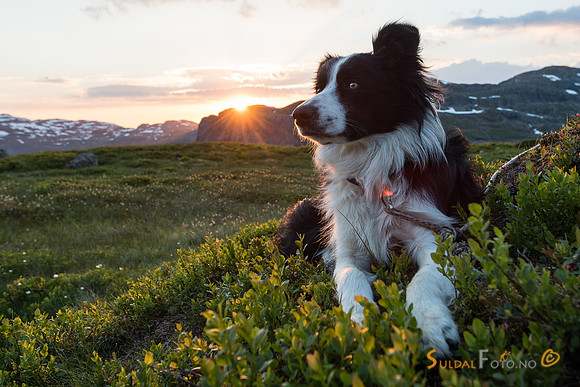 Border collie