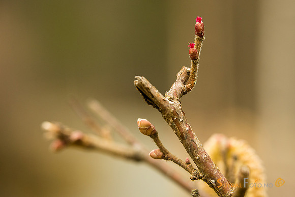 Blomstrende hassel