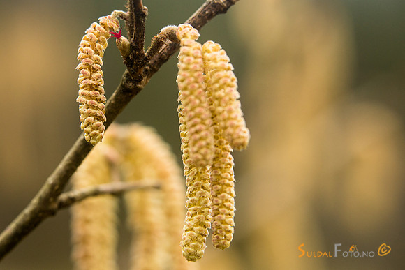 Blomstrende hassel