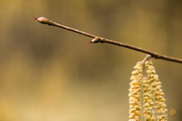 Blomstrende hassel