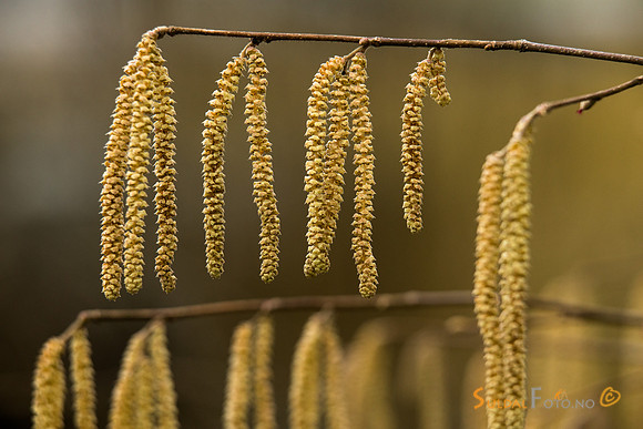 Blomstrende hassel
