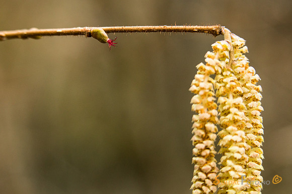 Blomstrende hassel