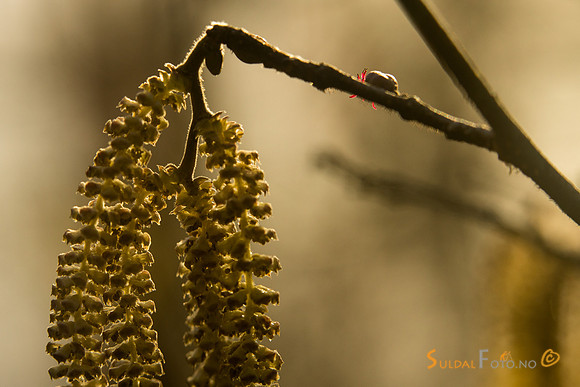 Blomstrende hassel