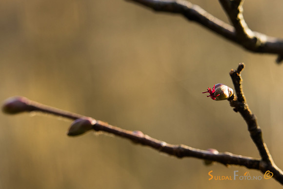 Blomstrende hassel