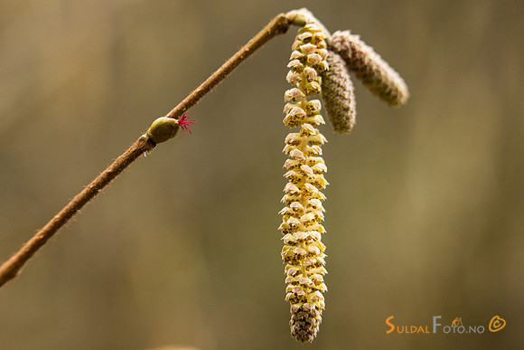 Blomstrende hassel