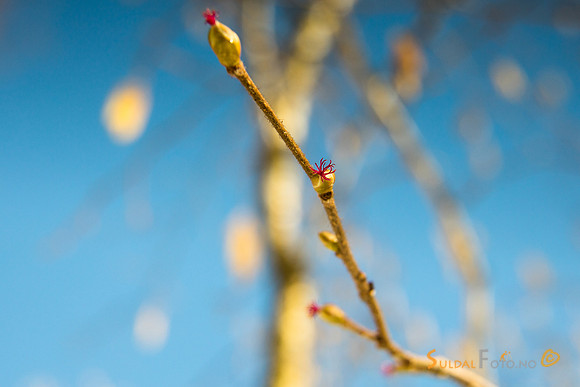 Blomstring hos hassel