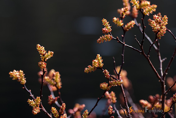Blomstrende pors