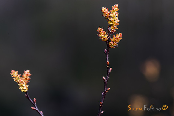 Blomstrende pors