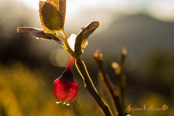 Blåbær i blomst
