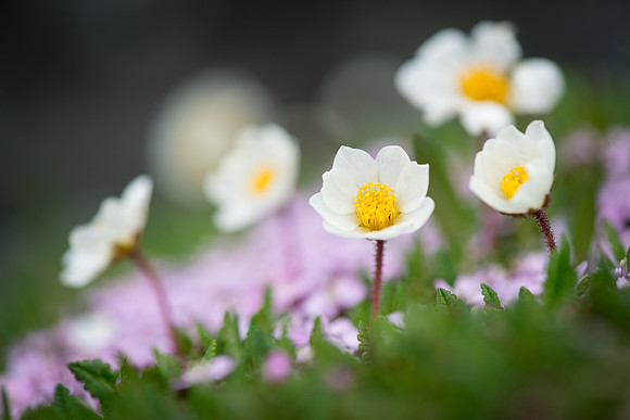 Reinrose