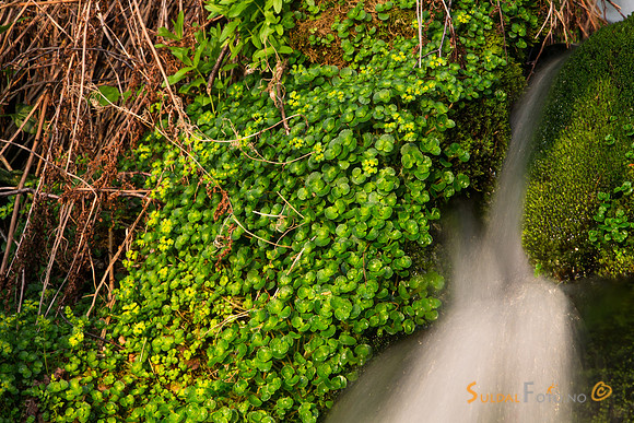 Maigull ved kildebekk