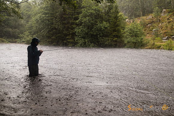 Laksefisker i regnvær