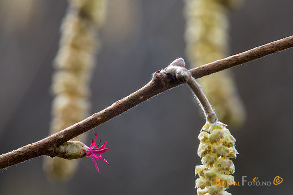 Blomstrende hassel
