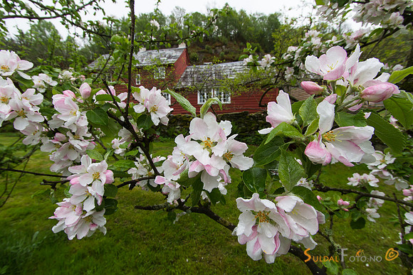 Fruktblomstring på Viga