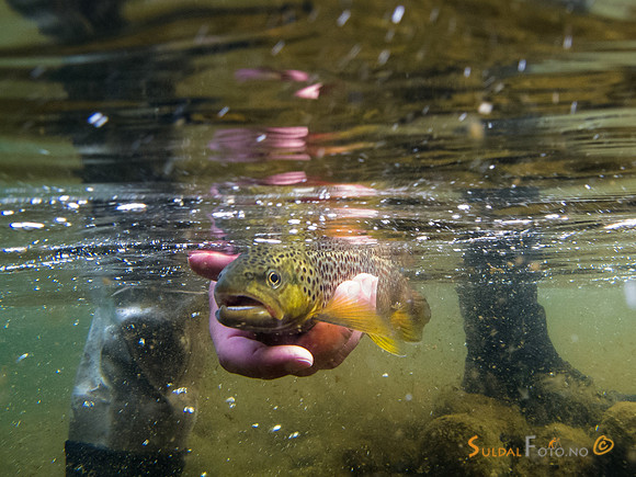 Fast fisk under vann