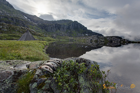 Morgonfangst. Buarekvelven