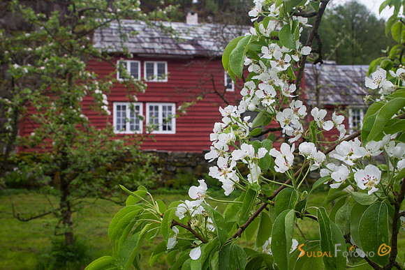 Fruktblomstring på Viga