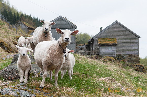 Sau ved Li
