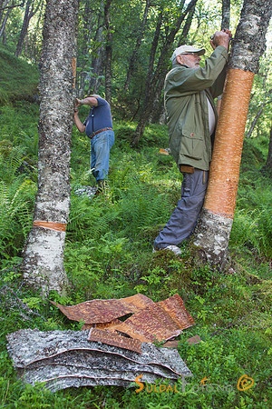 Neverskjæring for Ryfylkemuseet