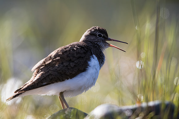 Strandsnipe