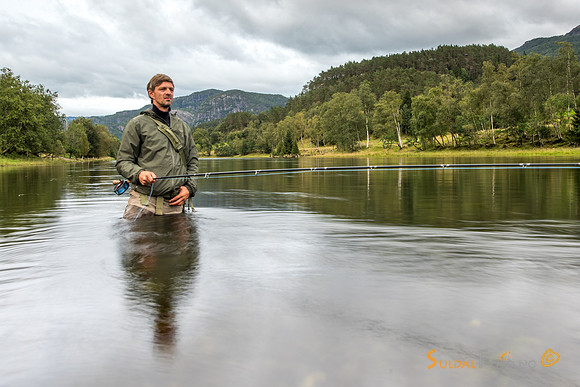 Laksefisker, Suldalslågen