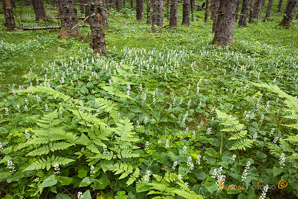 Maiblom i granskog