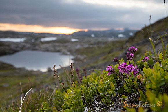 Fjelltjæreblom