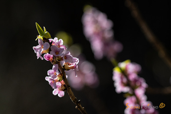 Blomstrende tysbast