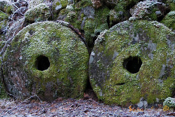 Kvednahola