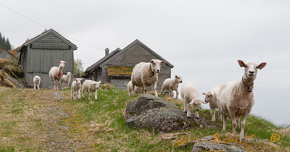 Sau ved Li
