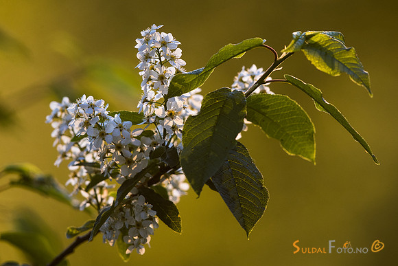 Blomstrende hegg