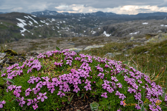 060820_ja_lun181-78