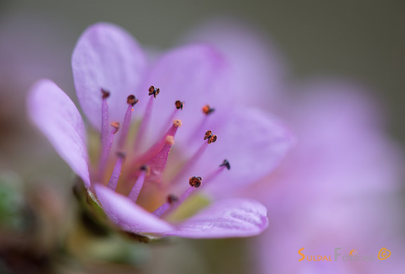 030617_ja_lun219-75-Edit-2