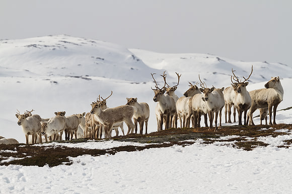 Simleflokk i vinterfjell