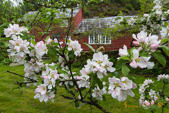 Fruktblomstring på Viga