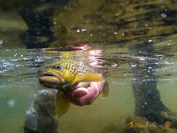 Fast fisk under vann