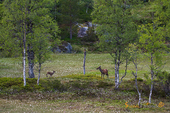 Hjortekolle og kalv på myrullmyra