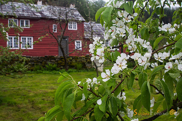 Fruktblomstring på Viga