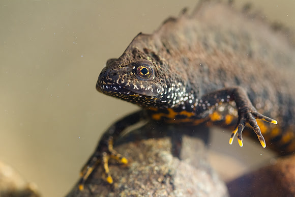 Stor salamander