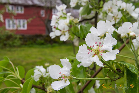 Fruktblomstring på Viga