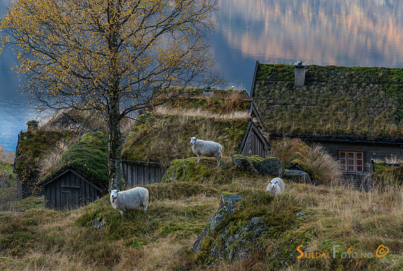 Sau ved Litunet, Ryfylkemuseet