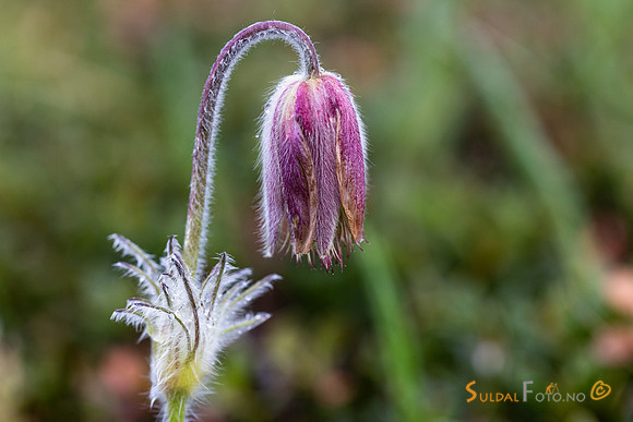 Avblomstra Mogop i Jotunheimen